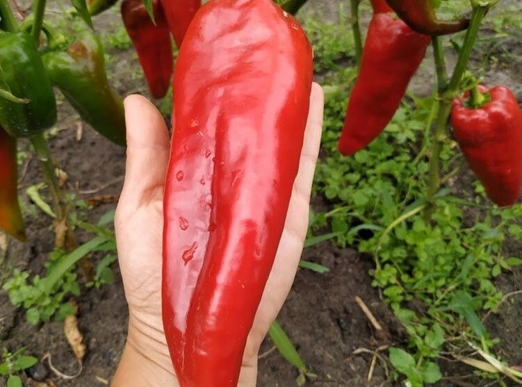 ������� ����� ��� ����������� ������: ����� ������������