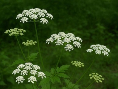 ���� �����: ��� ���������� � ���������� �������� �� ����