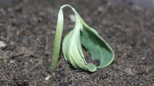 ��������� ����������: ��� ������ ������� ������� ������