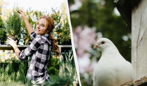 ��� �������� ���� ��� �� �������: ��� ��������, ������� ������ �������� ���������