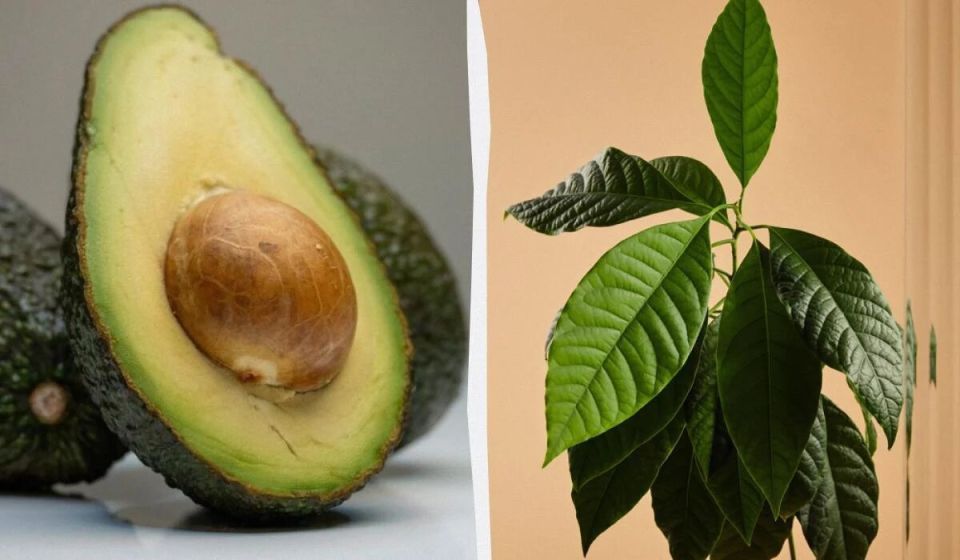 ��� ��������� ������� � �������� ��������: ���������� ������