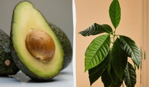 Как вырастить авокадо в домашних условиях: уникальные советы