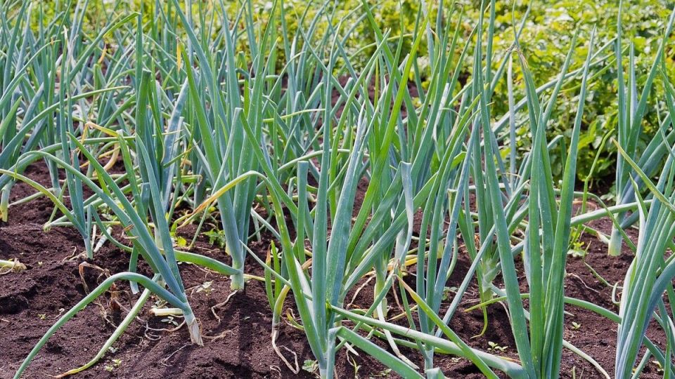 ��� �������� ������������ �� �������� ����� � ������� � ����: �������� ������ ��� �����������