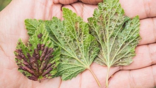 ����������� ������ ������ � ����: ������� ����������� ������ ������ ����