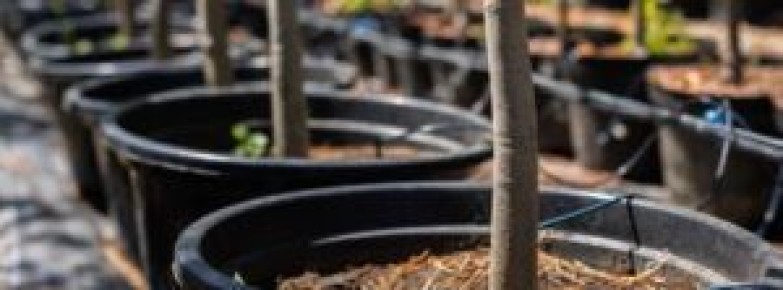 ������� ��������� ������������ �������� �������: ������ ��� ���������