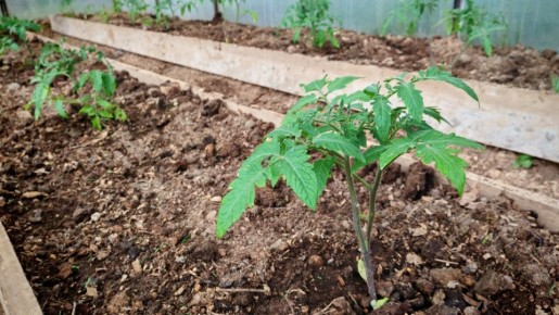 ��� ������ �������� � ������: ������� ������ ������� � �������