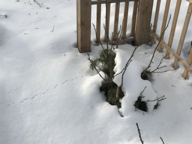 ��� �������� ������� �� ��������