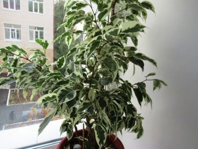 ������ �� ����� �� ������� ����������: ��� �������� ��������� ����������