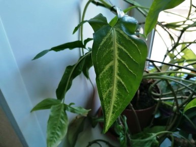 �������� ���������: ������� ����� � �����������