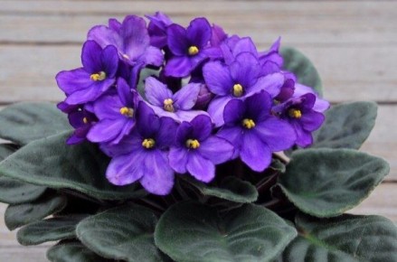 ������ ���� ������ �� ������?