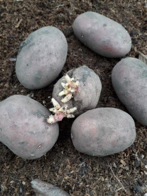 ��� ������ �������� ������������� � ������: ������� ������ �������