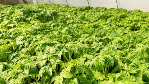 ��� ��������� �� ����������: �� � ������ ������� �������