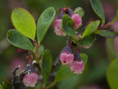 �������� � � �������� ����