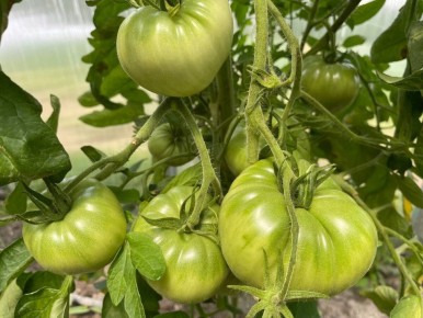 ����������� ������� ������ �������� � ������� � ������� �� �������� �������