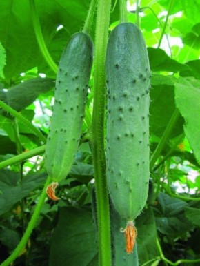 ������ ������� ������: ����������� ������� ������