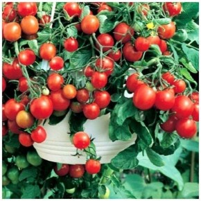 ����� ����� ����: ������� ����� � ��������������