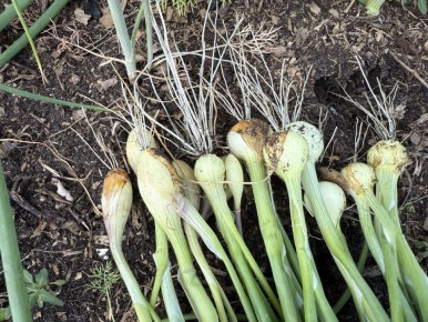 ������� ��������� ����������� � �������� ����-�����