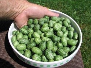 ���� ������� �� ������: �������� �������� ���������� ��������