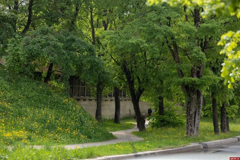 Мертвые внутри. В Пскове наконец-то появился специалист, который работает с деревьями Мертвые внутри. В Пскове наконец-то появился специалист, который работает с деревьями