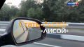 Стать лисой. Специальный репортаж
