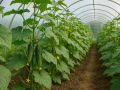 Как предотвратить горечь огурцов: основные ошибки полива и их последствия