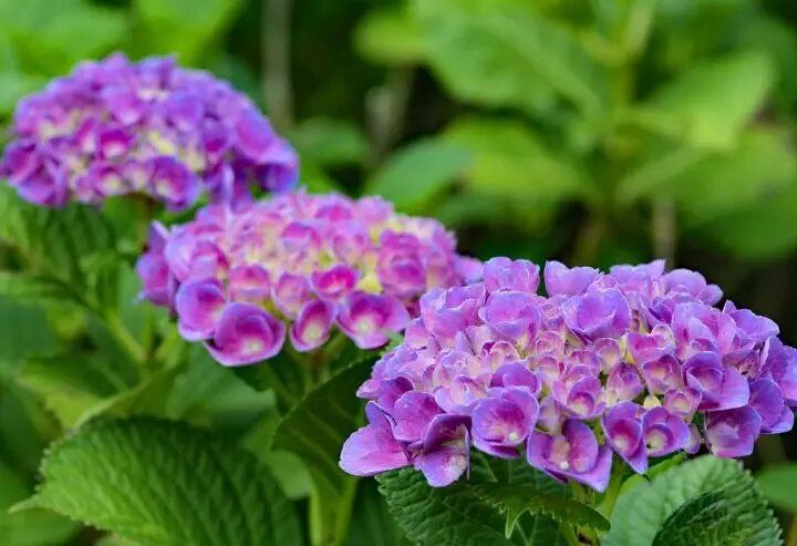 Что нужно сделать в саду с 14 по 20 июня