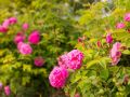 Июнь: ключевые заботы для blossoming садоводов