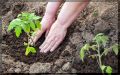 Когда сажать рассаду: народные приметы, которые помогут огородникам