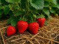 ��� �������� ������ ����: ������� ������ ��� ���������