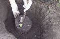 Как правильно посадить дерево осенью