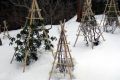 Ошибки подготовки сада к зиме: как избежать потерь и сохранить растения