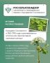 Россельхознадзор напоминает о необходимости своевременно принимать меры по борьбе с борщевиком Сосновского в период его активного роста
