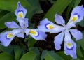 Как эффективно размножить ирисы: секреты и советы
