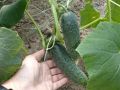 Простые и быстрые малосольные огурцы: рецепты на каждый вкус
