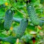 Огурец Матильда: секреты успешного роста и прекрасного вкуса