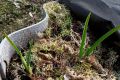 Как правильно подкармливать чеснок весной: 6 эффективных способов