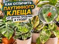Как распознать паутинного клеща: практическое руководство для цветоводов