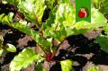 Как увеличить урожай свеклы в июле: секреты идеального полива