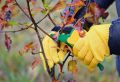 Осенняя обрезка: как сохранить деревья здоровыми