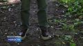В летний период риск встречи со змеями заметно увеличивается