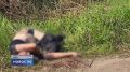 Сводка чрезвычайных происшествий