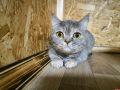 Не с кем оставить кота. Если для вас домашний питомец - больше, чем просто кошка или собака, то, скорее всего, вам знакомо чувство тревоги перед отпуском