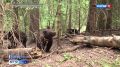 �������� ����� �������� ��������-����� ����������� ����� ����� �� ������ �����������