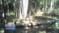 В Полистовском заповеднике есть необычный способ поймать лося в фотоловушку