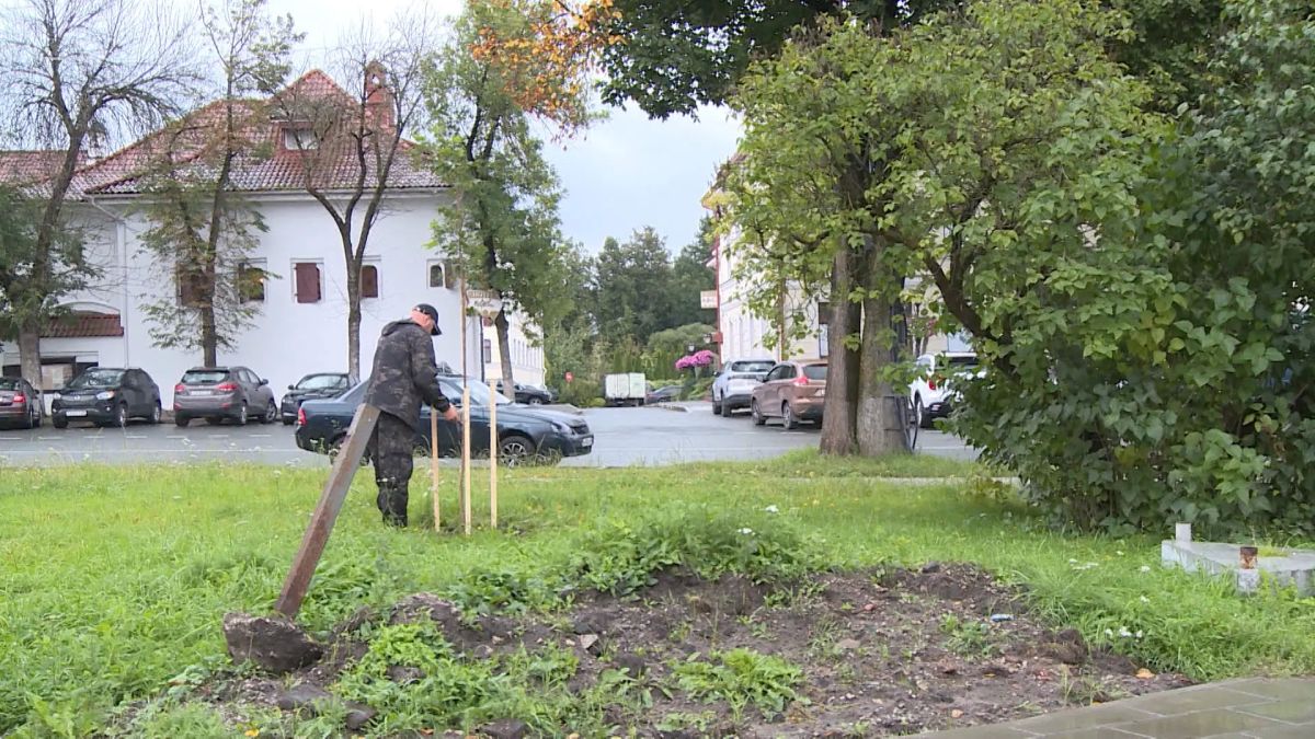 В Пскове на улице Советской высадили 10 кленов и 3 сирени В Пскове на улице Советской высадили 10 кленов и 3 сирени