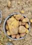 В Псково-Печерском монастыре начали собирать картофель