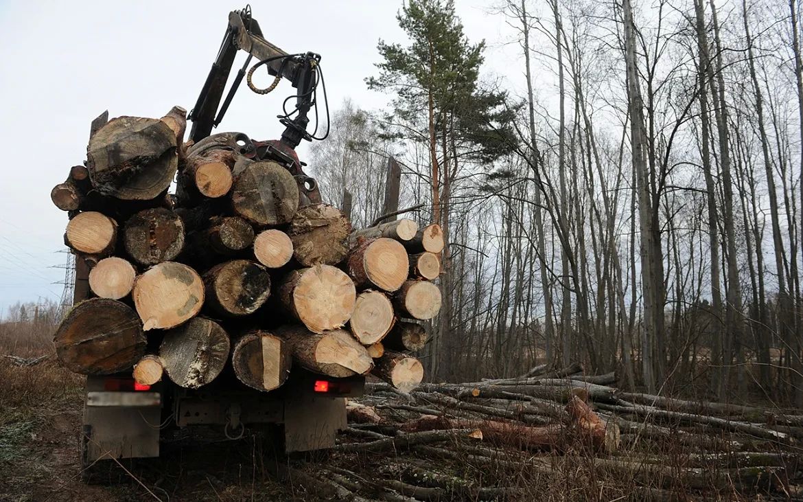 Два брата-коммерсанта ответят в суде за вырубку леса на 43 млн рублей