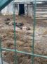 Волки растерзали домашний скот на ферме в Куньинском округе Псковской области