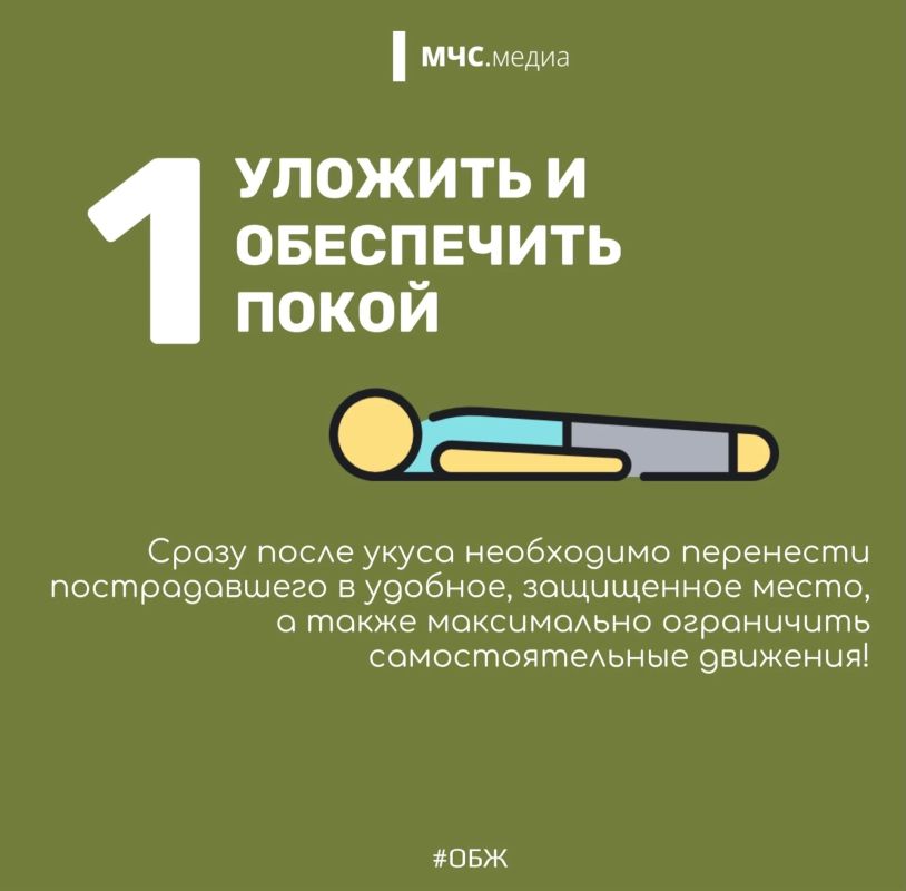 Змеиный этикет: как вести себя при встрече с пресмыкающимся Змеиный этикет: как вести себя при встрече с пресмыкающимся
