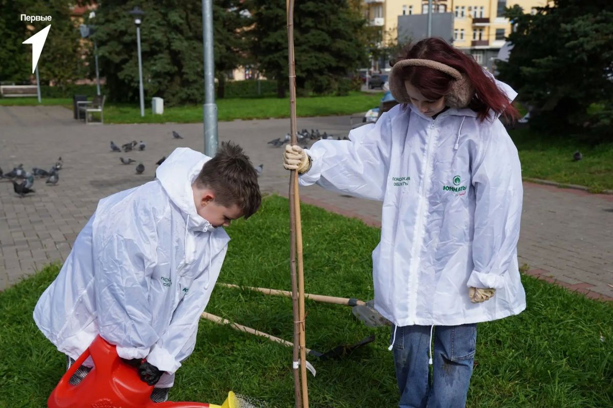 Молодые экологи высадили клёны в Пскове Молодые экологи высадили клёны в Пскове